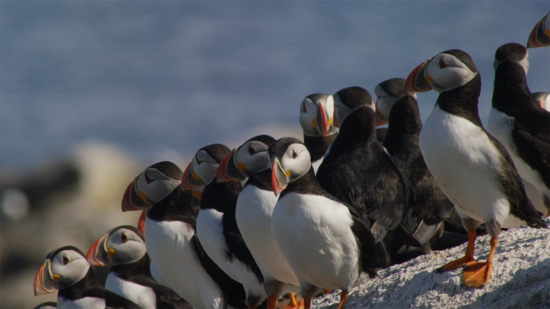 A dozen puffins on a rock ledge