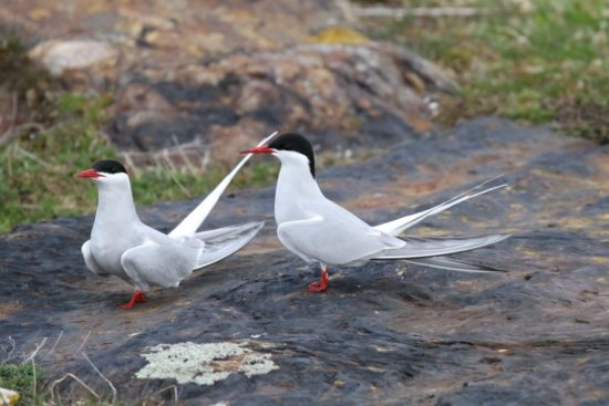 Arctic Tern