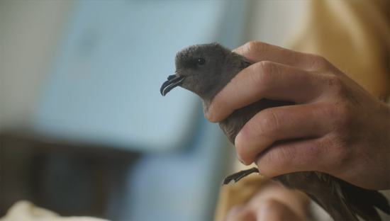 Holding a Leach_s storm petrel