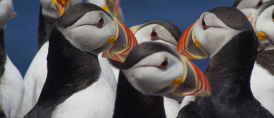 close-up-adult-puffins-maine close up of adult puffins in maine