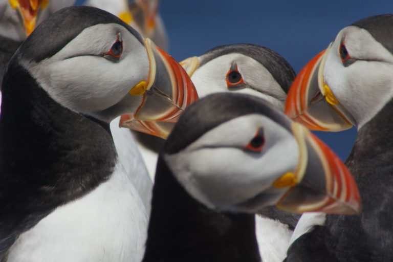 close-up-adult-puffins-maine close up of adult puffins in maine