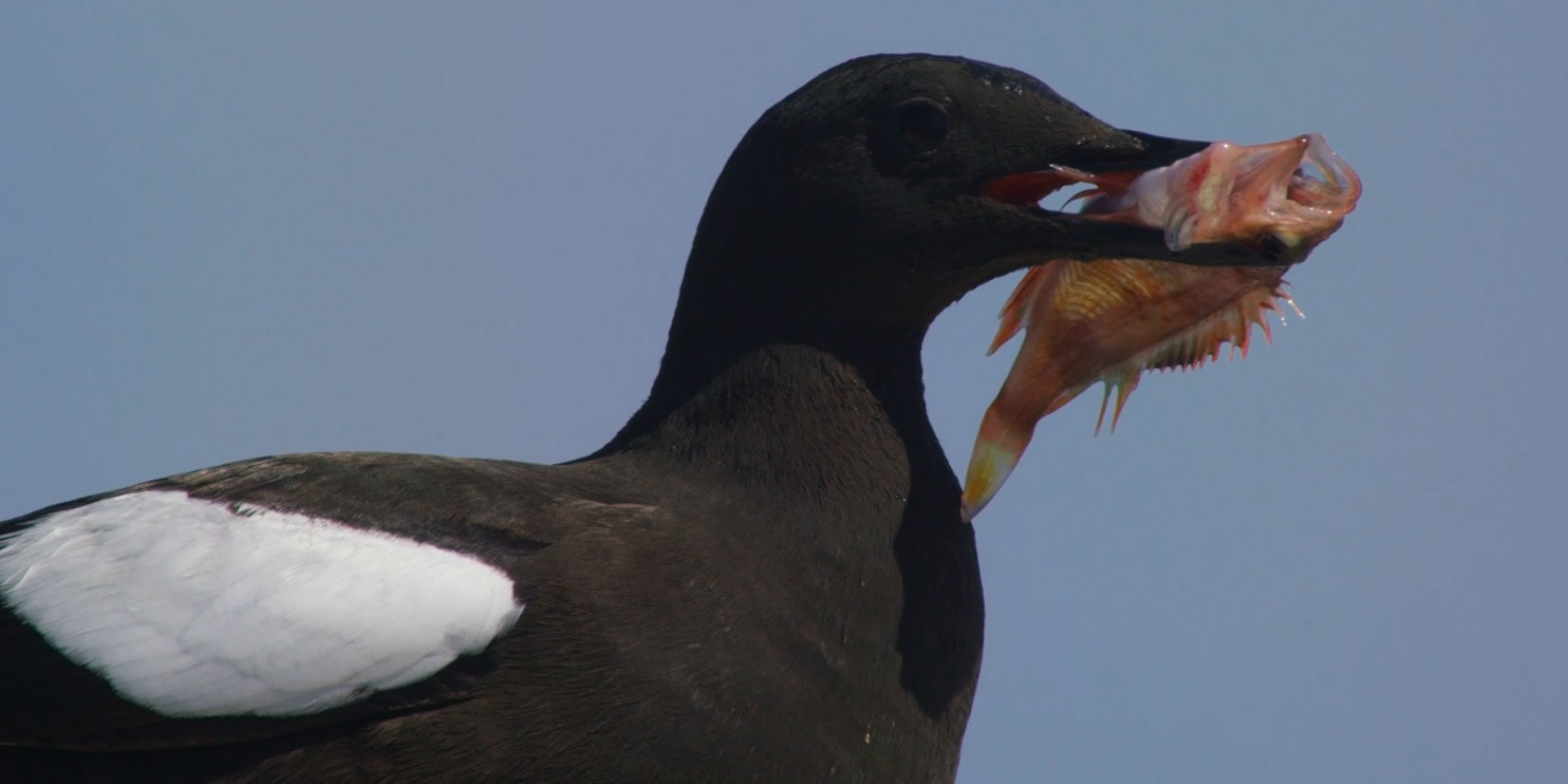 Guillemot-with-Black-belly-rosefish-in-its-beak Guillemot with Black belly rosefish in its beak