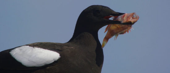 Guillemot-with-Black-belly-rosefish-in-its-beak Guillemot with Black belly rosefish in its beak