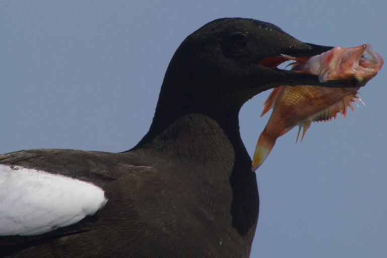 Guillemot-with-Black-belly-rosefish-in-its-beak Guillemot with Black belly rosefish in its beak