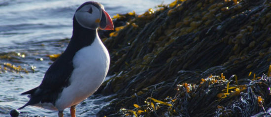 puffin stands on rockweed covered rock at the waterline puffin stands on rockweed covered rock at the waterline