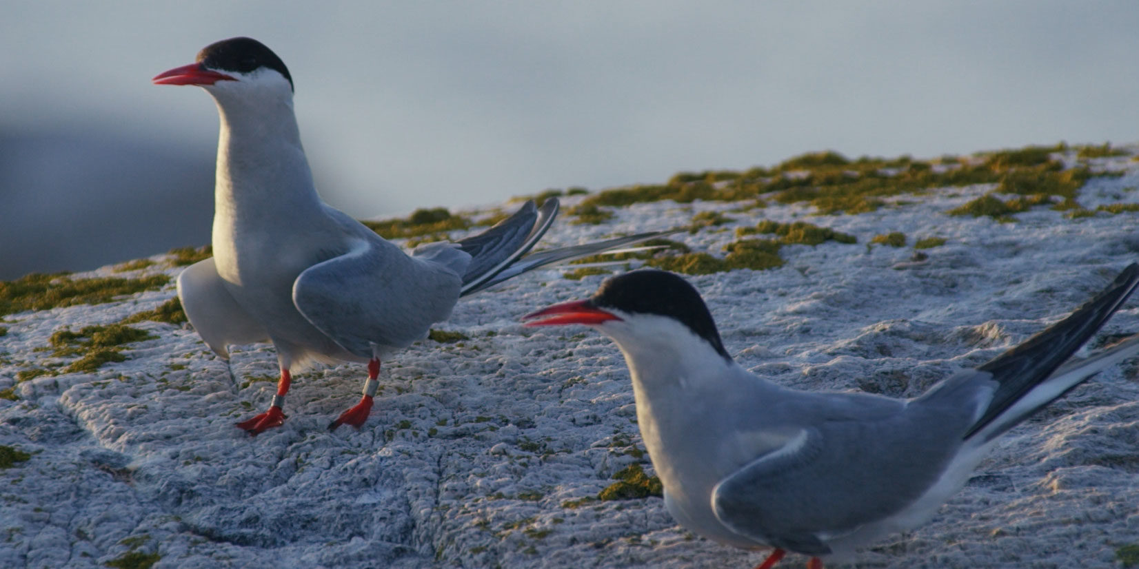 two-Arctic-Terns-on-rock—one-has-bird-bands-on-leg Two Arctic Terns on rock, one has bird bands on leg