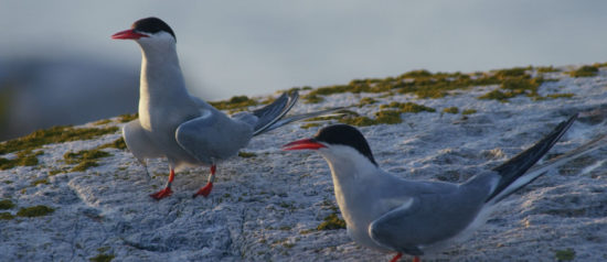 two-Arctic-Terns-on-rock—one-has-bird-bands-on-leg Two Arctic Terns on rock, one has bird bands on leg