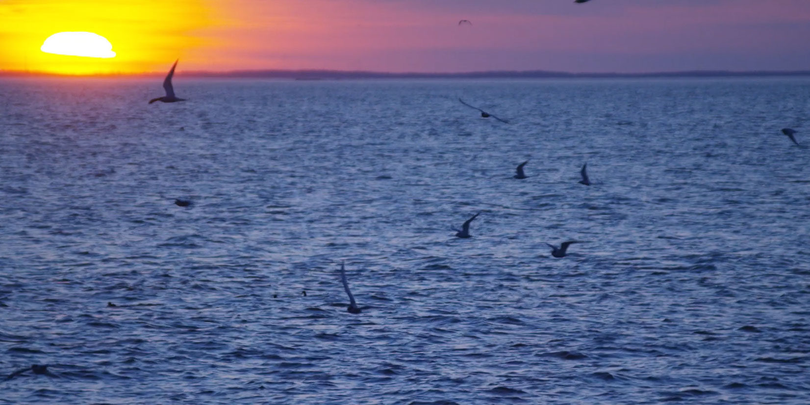 sunsetting-on-ocean-with-sea-birds-flying sunsetting on ocean with seabirds flying in distance