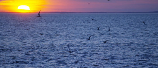 sunsetting on ocean with seabirds flying in distance