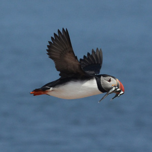 puffin with fish in mouth flying to burrow at petit manan island in maine