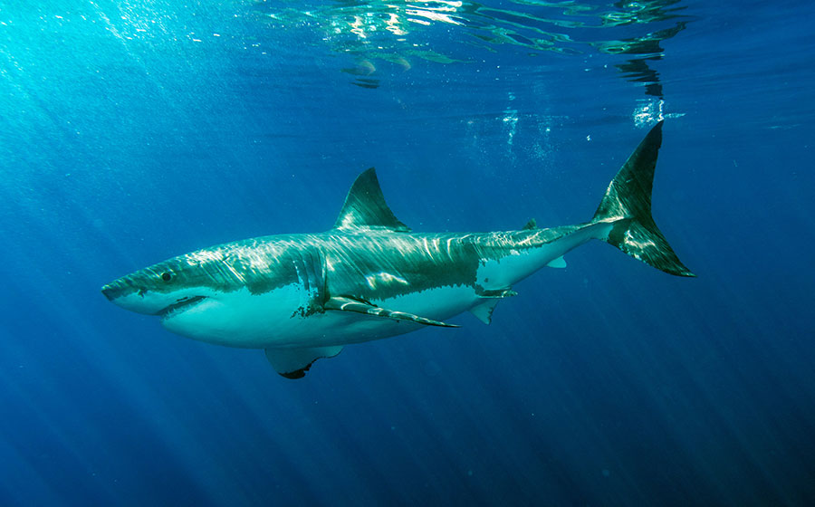 Why are Great White Shark Sightings in Maine on the Rise? - Friends of  Coastal Maine Islands