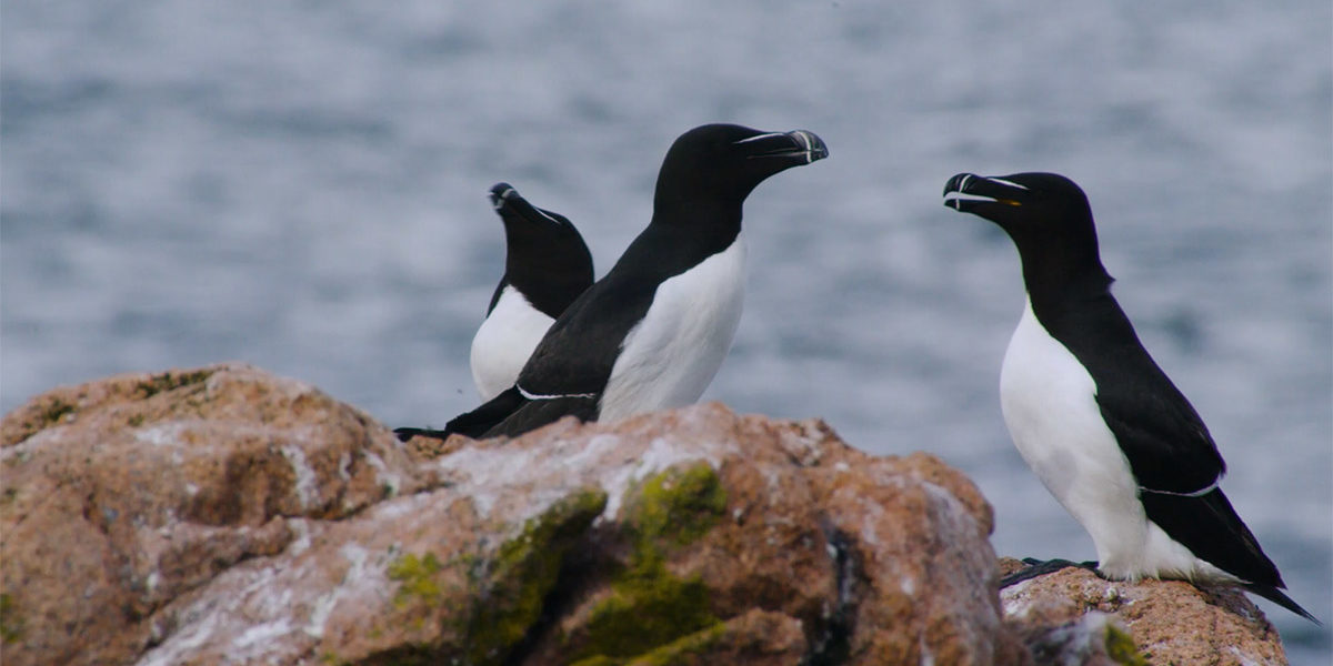 three razorbills on a rock ledge