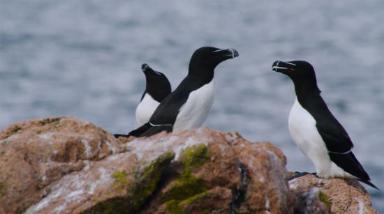 three razorbills on a rock ledge