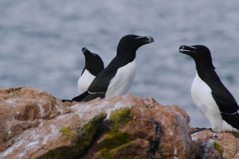 three razorbills on a rock ledge