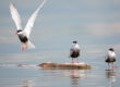 arctic tern maine seabirds