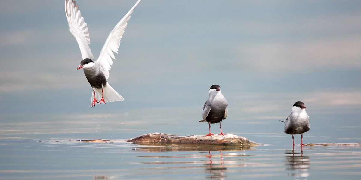 arctic tern maine seabirds