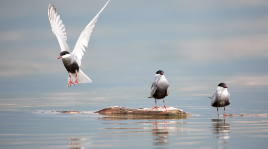 arctic tern maine seabirds