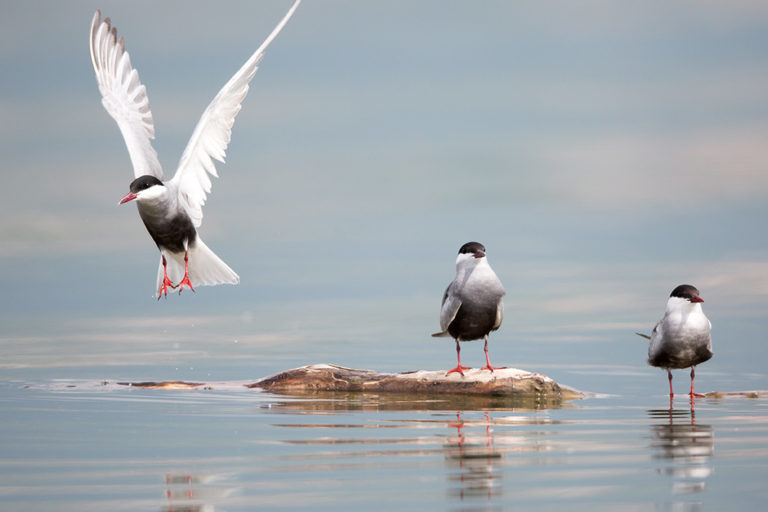arctic tern maine seabirds