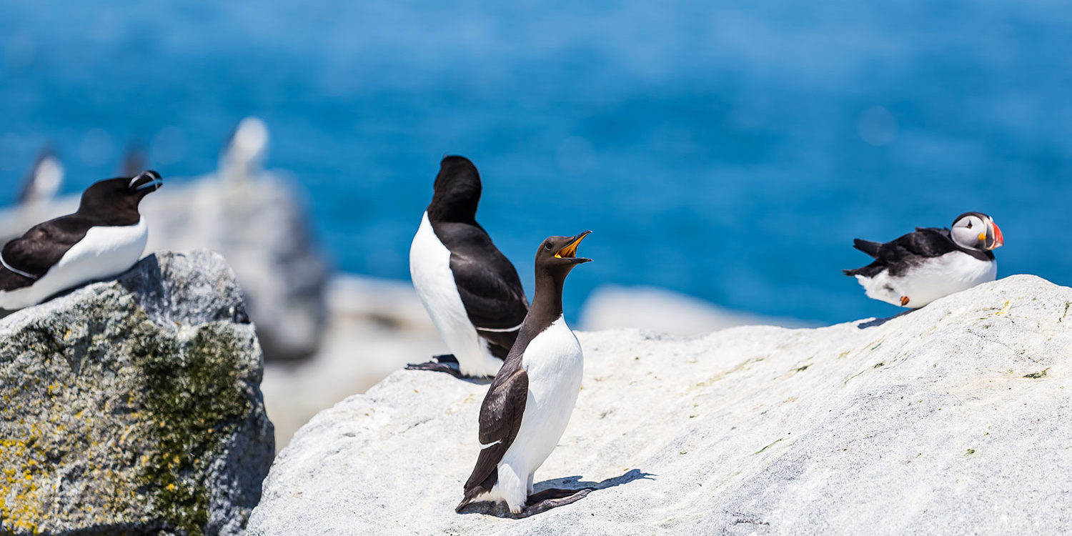common murre seabird on maine coast