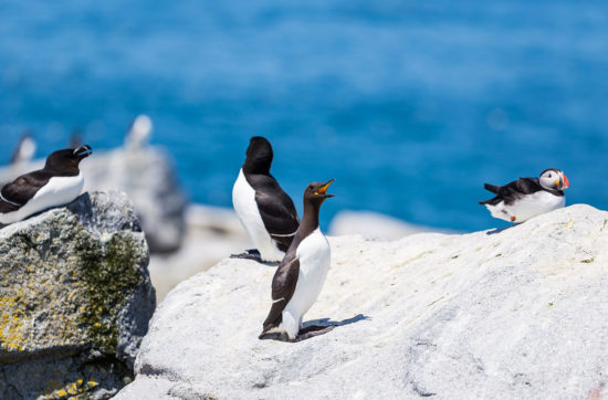 common murre seabird on maine coast