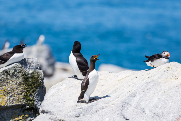common murre seabird on maine coast