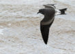 leach's storm petrel