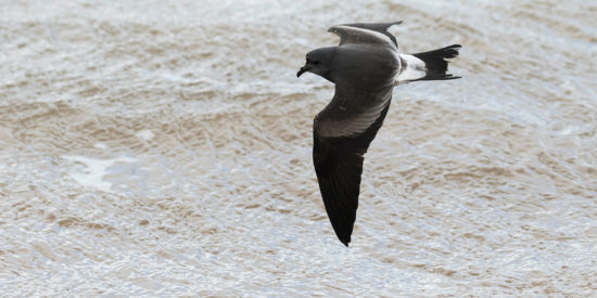 leach's storm petrel