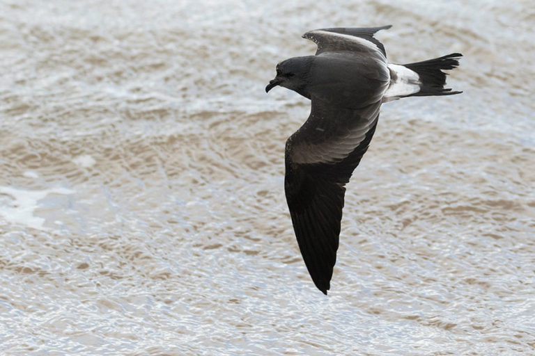leach's storm petrel