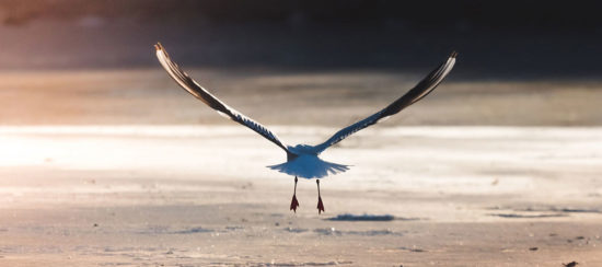 christmas-bird-count-header