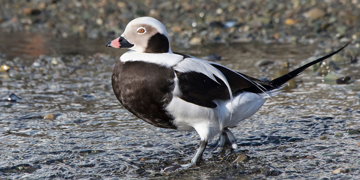 arctic snowbirds in maine