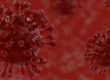 bird flu in maine