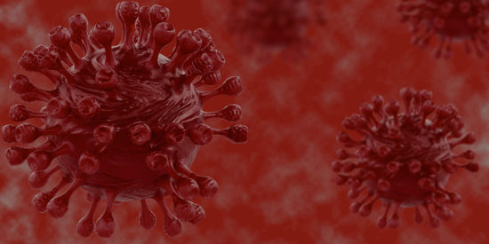 bird flu in maine