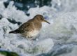 purple sandpipers