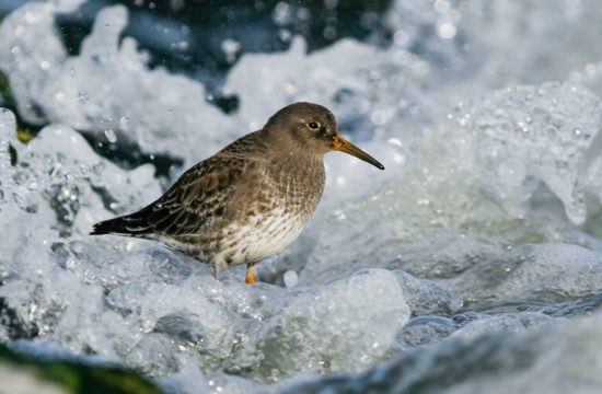 purple sandpipers