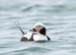 long tailed ducks maine