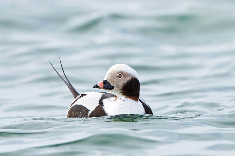 long tailed ducks maine