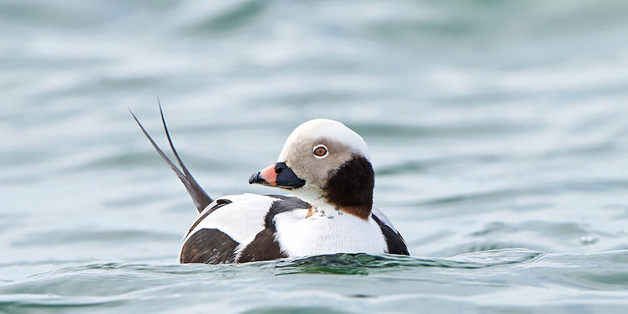 long tailed ducks maine