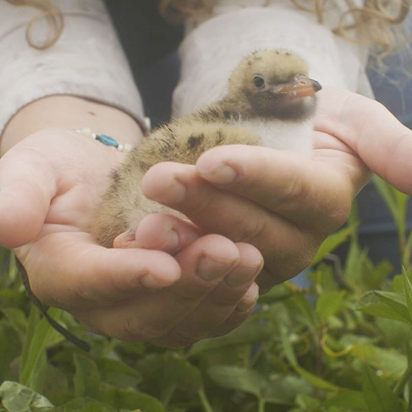 close up of woman holding baby seabird in her hands